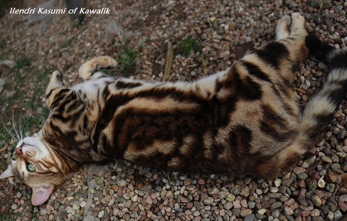 bengal marble